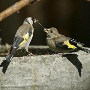 European Goldfinch Feeding fledgling Hobart, Tasmania, Australia