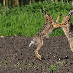 European hares boxing - mating season, Austria