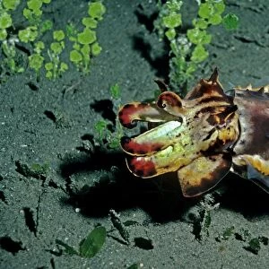 Flamboyant Cuttlefish - Hunting at dusk for small crustations over dark volcanic sand Milne Bay, Papua New Guinea