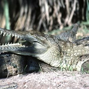 Freshwater / Johnston Crocodile - mouth open AU-1093