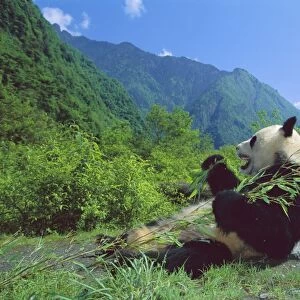 Giant Panda - Lying back feeding with mountains in background - Wolong Reserve - Sichuan - China JPF36393