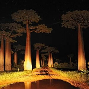 Grandidier's Baobab at night - near Morondava - Madagascar