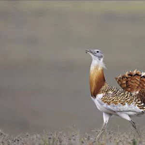 Bustards Related Images