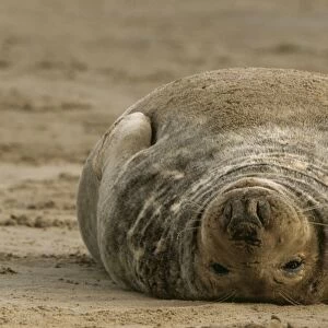 GREY SEAL - on back in sand