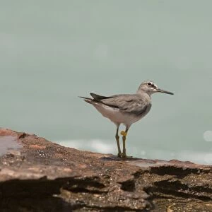 Grey-tailed Tattler - winter-plumaged bird with leg flag A winter-plumaged bird at Roebuck Bay near Broome, Western Australia. Breeds in arctic Russia and Siberia and winters in Southeast Asia and Australia