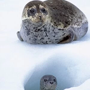 Harbor Seals TOM 604 Mother with young pup on ice flow (place where mother gives birth) LeConte Glacier, Alaska © Tom & Pat Leeson / ardea. com