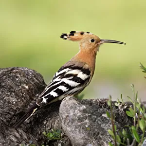 Hoopoes Related Images