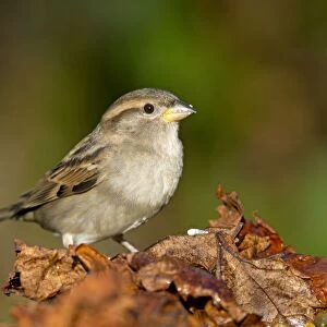 House Sparrow - female - Cornwall - UK