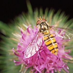 Hoverfly - feeding on thistle - UK