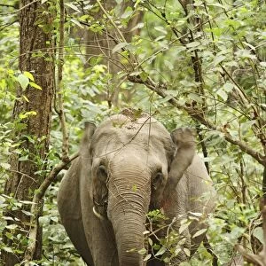 Indian / Asian Elephant in the Sal forest, Corbett National Park, India