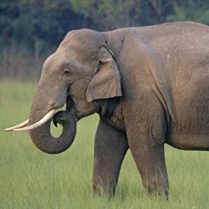 Indian / Asian Elephant (Tusker), Corbett National Park, India