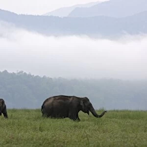 Indian / Asian Elephants at Himalayan foothills, Corbett National Park, India
