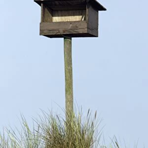 Kestrel - Male sitting on nesting box in sand dunes Isle of Texel, Holland
