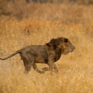 Lion - male, running Moremi, Botswana, Africa. Digital manipulation: removed Lion (Original CRH-364 not re-scanned)