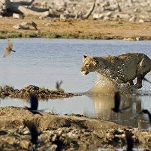 Lion Young lioness leaping through water Etosha National Park, Namibia, Africa