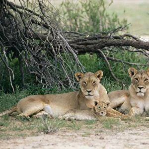 Lioness CH 4848 With cubs. Kalahari Gemsbok park South Africa. Panthera leo © Clem Haagner / ARDEA LONDON