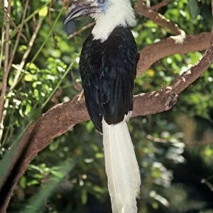 Long / White Crested Hronbill