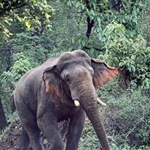 Masth Indian / Asian Elephant walking in a threatening way, Corbett National Park, India