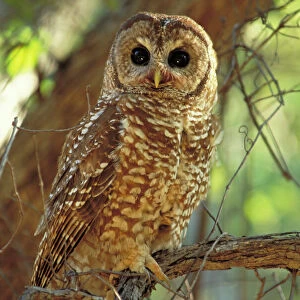 Mexican Spotted Owl - In tree - Arizona - Threatened species - Inhabits mature coniferous and mixed forest and wooded canyons - Involved in recent controversies between logging