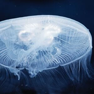 Moon / Common Jellyfish Distribution: Worldwide temperate Seas