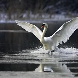Mute Swan - on water - flapping wings. Alsace - France