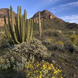 Organ Pipe Cactus - with bristle-bush, Opuntia spp & Lupines Organ Pipes National Monument