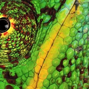 Panther Chameleon - male - close-up of eye and skin - Lokobe Nature Special Reserve - Nosy Be - Northern Madagascar