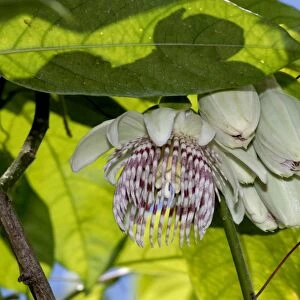 Passion flower. Fruits edible. Native to Bolivia and Brazil. Fort Lauderdale, Florida, USA