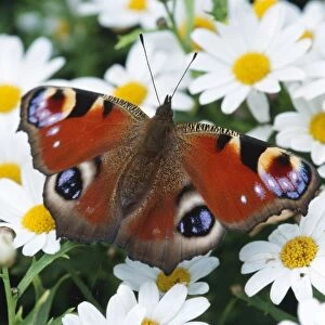 Peacock BUTTERFLY