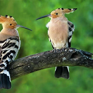 Hoopoes Related Images