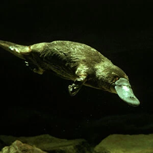 Platypus Underwater, Eastern Australia, eastern Australia JPF02584