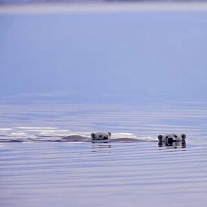 Polar Bears - female with cub swimming in Arctic Ocean off the north coast of Alaska along the Arctic National Wildlife Refuge. Sept. MA2095