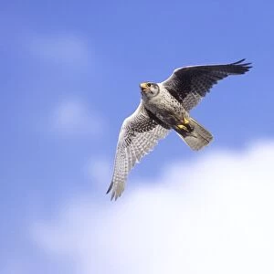 Prairie Falcon - in flight. Wyoming in July