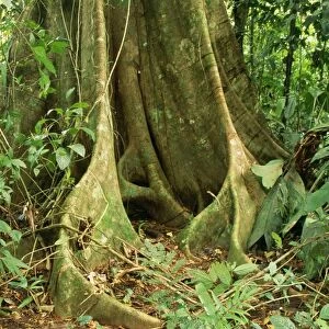 Rainforest Fig tree, butress roots, Costa Rica