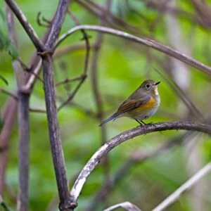 Red-flanked Bluetail - 1st winter vagrant - Lowestoft - Suffolk - October