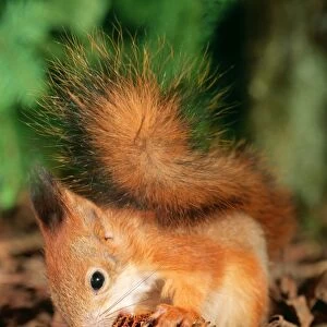 Red Squirrel ANZ 602 Eating Fir cone Sciurus vulgaris © Andrey Zvoznikov / ardea. com