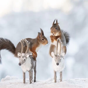 Red squirrels standing on two reindeer