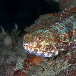 Reef Lizardfish - Indonesia