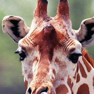 Reticulated Giraffe - licking nostril