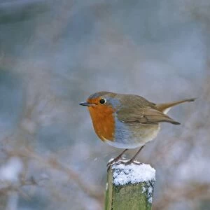 Robin - on snowy post