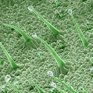 Scanning Electron micrograph (SEM): Leaf Hairs - of dicot plant showing gutation water droplets; Magnification unknown