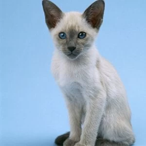 Siamese Cat Kitten 10 weeks