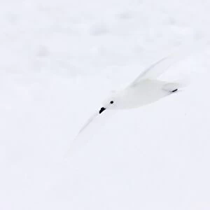 Snow Petrel - In flight Pagodroma nivea Antarctic Penninsular BI012735