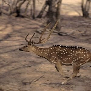 Spotted Deer Stag - Running Ranthambhor National Park, India