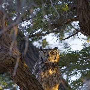 Spotted Eagle-Owl - Adult on roost in early morning. Preys on small mammals, birds, reptiles, arthropods, snails and carrion. Commonest eagle-owl in subregion. Inhabits desert, woodland, savanna and wooded suburbia