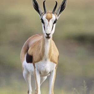 Springbok South Africa