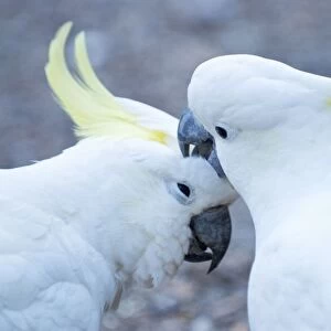 Sulphur Crested Cockatoos - two birds preening - Victoria Dandenong -Melbourne - Australia
