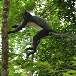 Thomas's Langur / Thomas's Leaf Monkey - jumping - Gunung Leuser National Park - Northern Sumatra - Indonesia