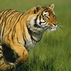 Tiger - running