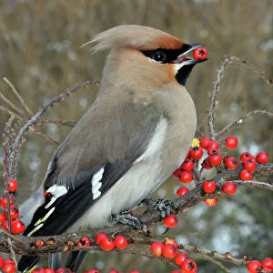 Waxwings Related Images